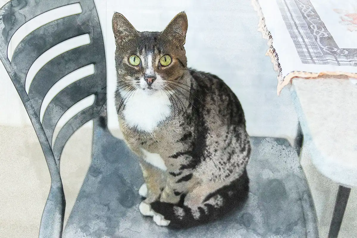 水彩画風加工後 猫001