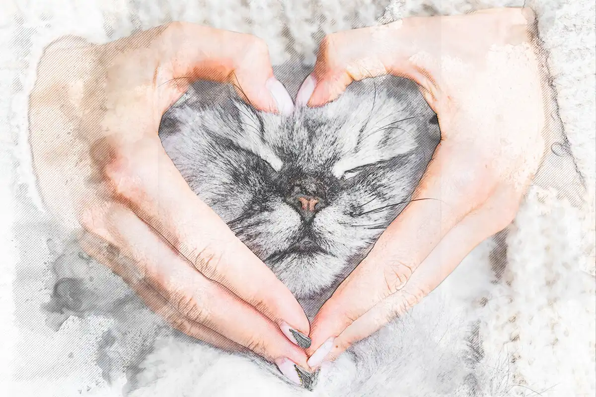 animal_cat_as413058858_wtc